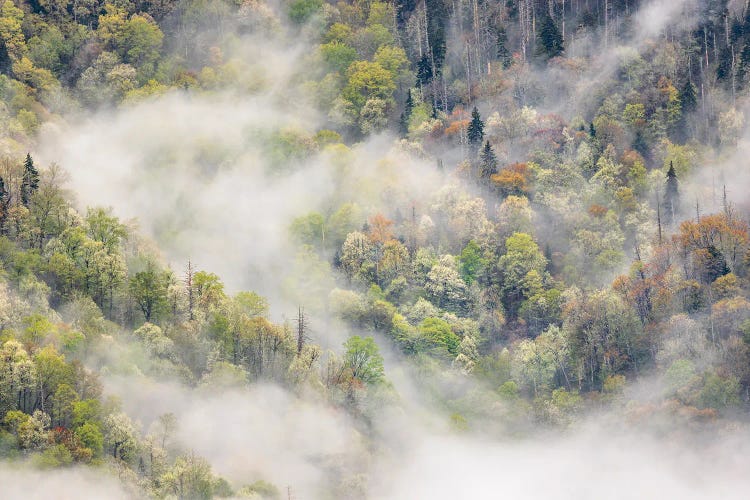 Mist Rising From Tapestry Of Blooming Trees In Spring, Great Smoky Mountains National Park, North Carolina by Adam Jones wall art