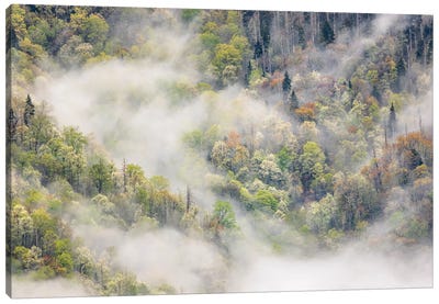 Mist Rising From Tapestry Of Blooming Trees In Spring, Great Smoky Mountains National Park, North Carolina Canvas Art Print - Adam Jones