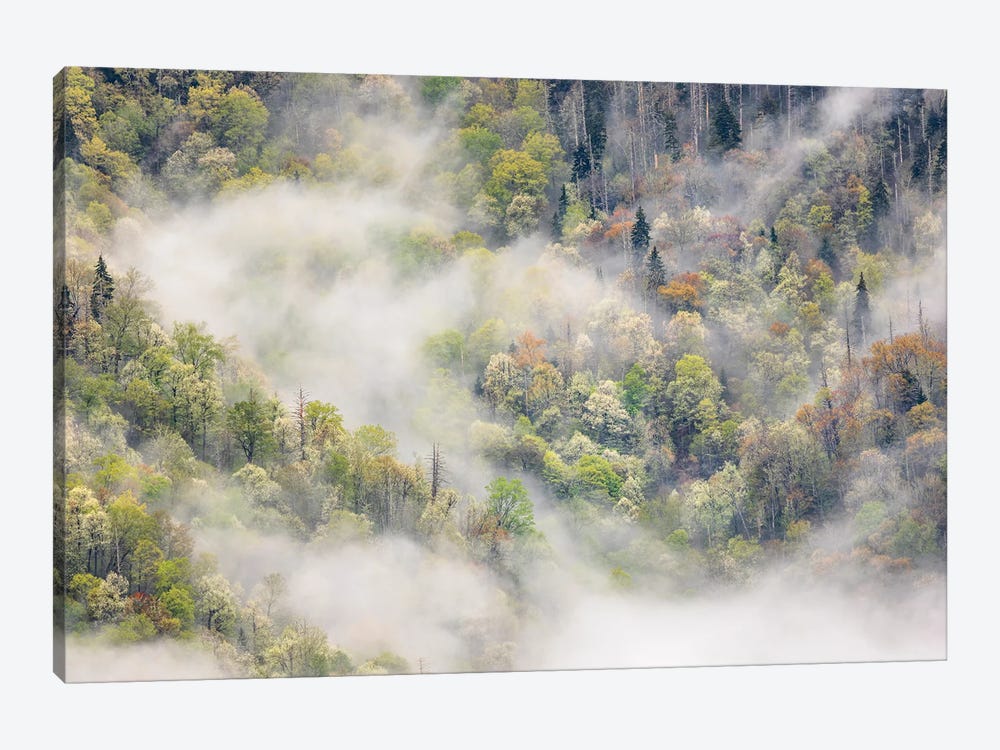 Mist Rising From Tapestry Of Blooming Trees In Spring, Great Smoky Mountains National Park, North Carolina by Adam Jones 1-piece Canvas Art
