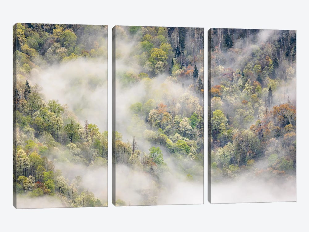 Mist Rising From Tapestry Of Blooming Trees In Spring, Great Smoky Mountains National Park, North Carolina by Adam Jones 3-piece Canvas Wall Art