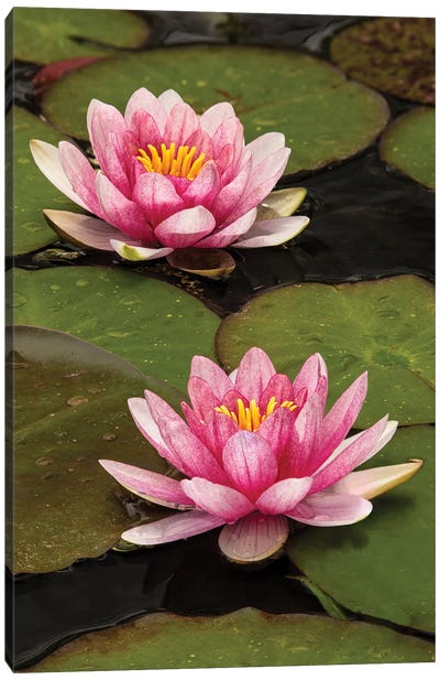 Pink And White Hybrid Water Lily, North Carolina Canvas Art Print - Adam Jones