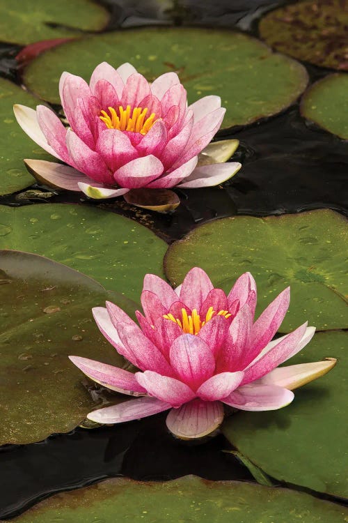 Pink And White Hybrid Water Lily, North Carolina