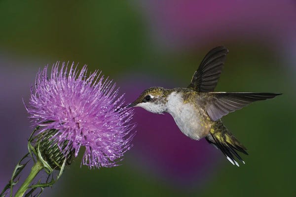 Ruby-Throated Hummingbird In Flight At Thistle Flower, Archilochus Colubris I