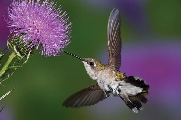 Ruby-Throated Hummingbird In Flight At Thistle Flower, Archilochus Colubris II