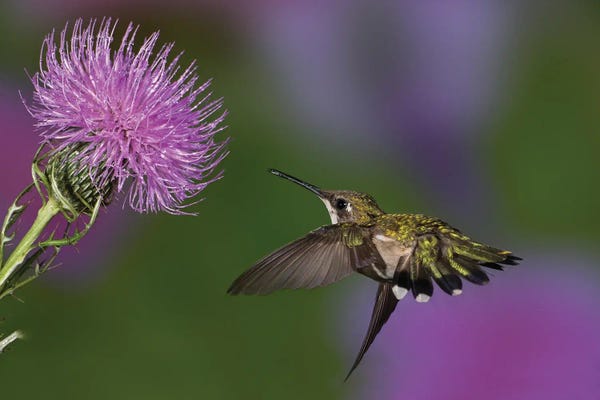 Ruby-Throated Hummingbird In Flight At Thistle Flower, Archilochus Colubris III