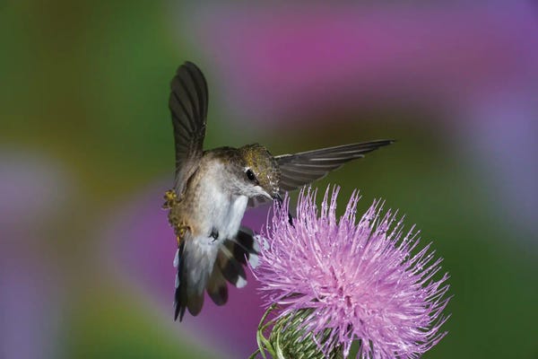 Ruby-Throated Hummingbird In Flight At Thistle Flower, Archilochus Colubris IV