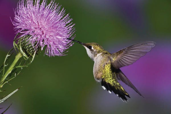 Ruby-Throated Hummingbird In Flight At Thistle Flower, Archilochus Colubris V