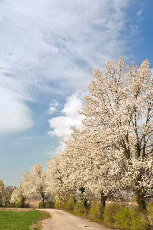 Crabapple Trees With White Blooms, Louisville, Jefferson County, Kentucky, USA