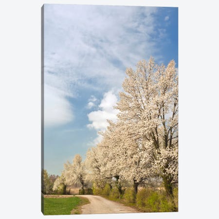 Crabapple Trees With White Blooms, Louisville, Jefferson County, Kentucky, USA Canvas Print #AJO20} by Adam Jones Canvas Wall Art