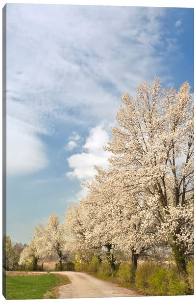 Crabapple Trees With White Blooms, Louisville, Jefferson County, Kentucky, USA Canvas Art Print - Apple Trees