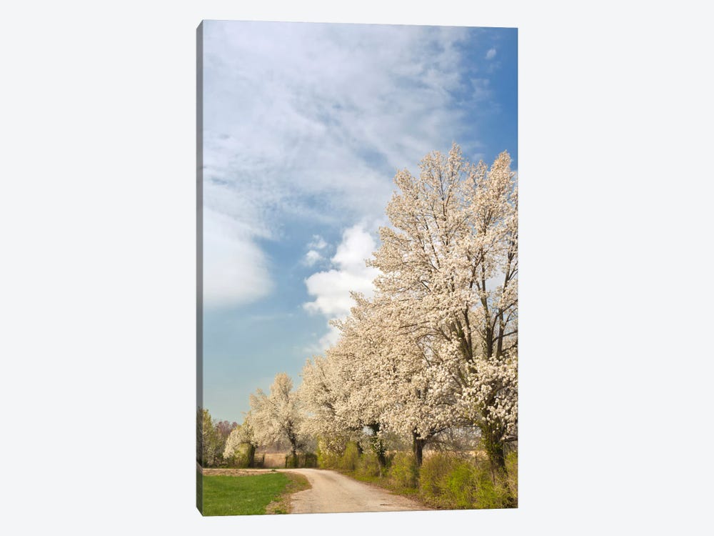 Crabapple Trees With White Blooms, Louisville, Jefferson County, Kentucky, USA by Adam Jones 1-piece Art Print