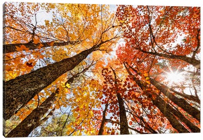 Low-Angle Autumn View Of Maple Trees, Upper Peninsula, Michigan, USA Canvas Art Print - Autumn & Thanksgiving