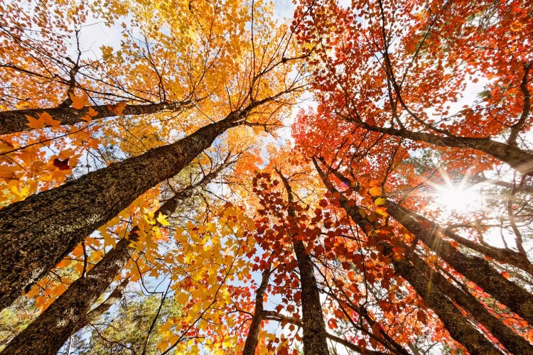 Low-Angle Autumn View Of Maple Trees, Upper Peninsula, Michigan, USA