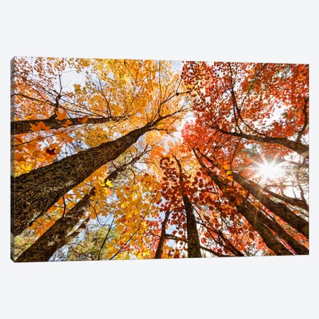 Low-Angle Autumn View Of Maple Trees, Upper Peninsula, Michigan, USA Canvas Print #AJO22} by Adam Jones Canvas Art