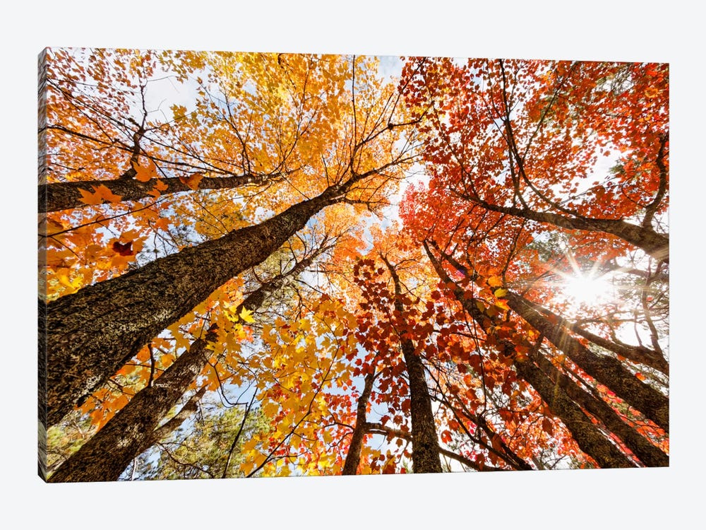 Low-Angle Autumn View Of Maple Trees, Upper Peninsula, Michigan, USA by Adam Jones 1-piece Art Print