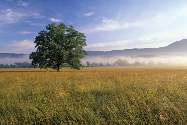 Lone Bur Oak Tree With A Foggy Background, Cades Cove, Great Smoky Mountains National Park, Tennessee, USA