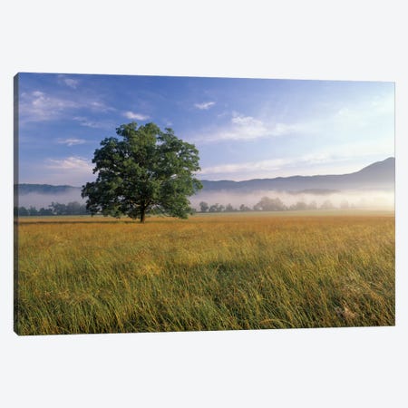 Lone Bur Oak Tree With A Foggy Background, Cades Cove, Great Smoky Mountains National Park, Tennessee, USA Canvas Print #AJO24} by Adam Jones Art Print