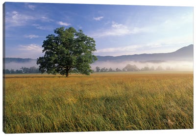 Lone Bur Oak Tree With A Foggy Background, Cades Cove, Great Smoky Mountains National Park, Tennessee, USA Canvas Art Print - Adam Jones