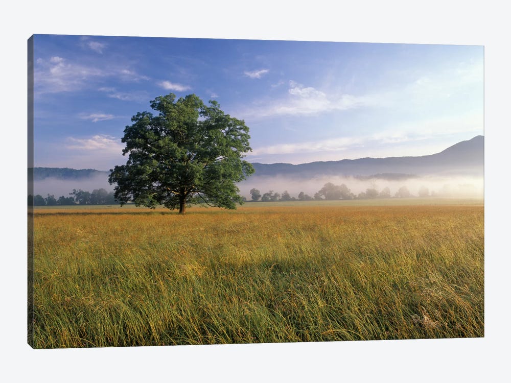 Lone Bur Oak Tree With A Foggy Background, Cades Cove, Great Smoky Mountains National Park, Tennessee, USA by Adam Jones 1-piece Canvas Art Print