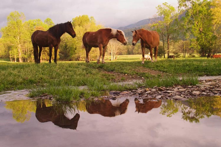 Wild Horses, Cades Cove, Great Smoky Mountains National Park, Tennessee, USA