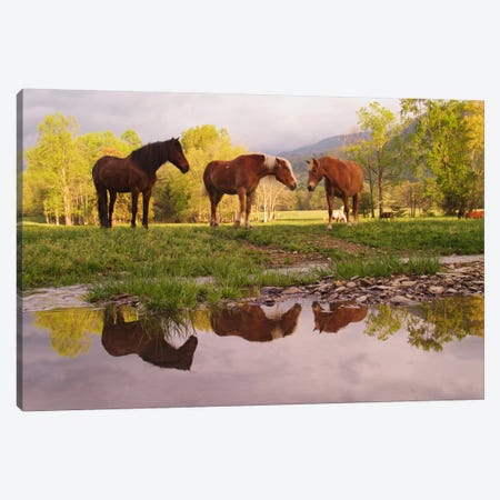 Wild Horses, Cades Cove, Great Smoky Mountains National Park, Tennessee, USA Canvas Print #AJO25} by Adam Jones Art Print
