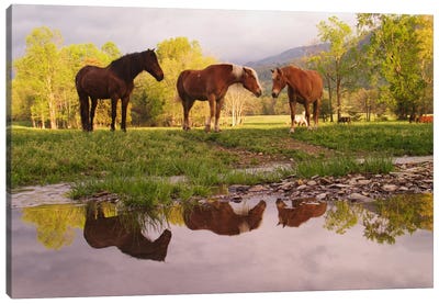 Wild Horses, Cades Cove, Great Smoky Mountains National Park, Tennessee, USA Canvas Art Print - Adam Jones