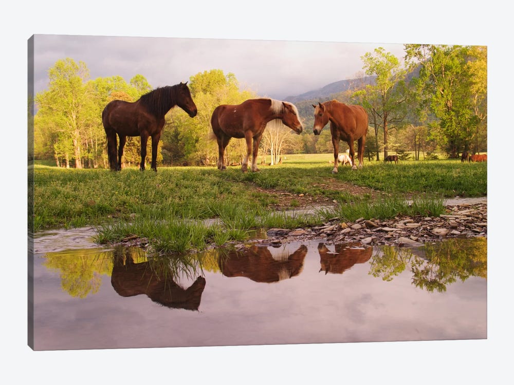 Wild Horses, Cades Cove, Great Smoky Mountains National Park, Tennessee, USA 1-piece Canvas Artwork