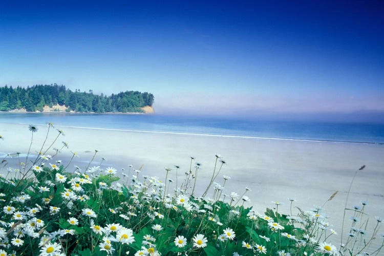 Crescent Beach With Daisies In The Foreground, Port Angeles, Washington, USA