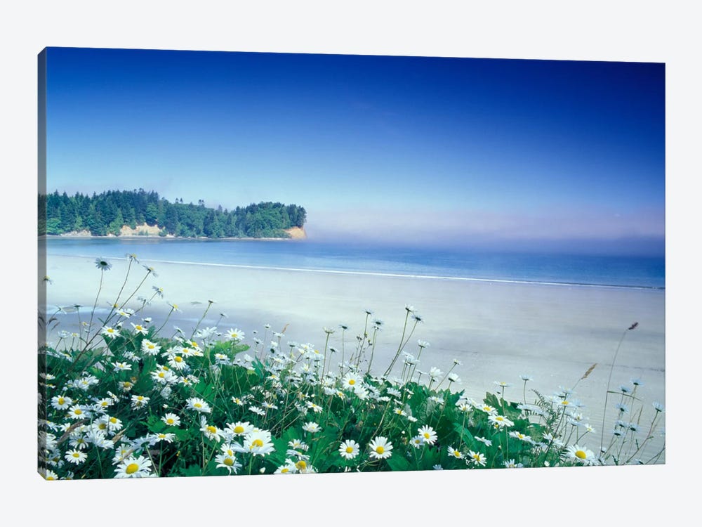 Crescent Beach With Daisies In The Foreground, Port Angeles, Washington, USA by Adam Jones 1-piece Canvas Print