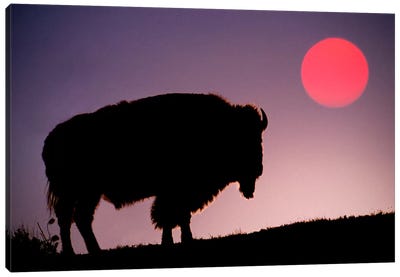 Bison (American Buffalo) Silhouette At Sunrise, Yellowstone National Park, Wyoming, USA Canvas Art Print - Adam Jones