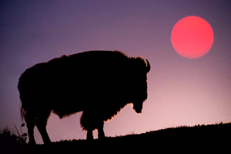 Bison (American Buffalo) Silhouette At Sunrise, Yellowstone National Park, Wyoming, USA