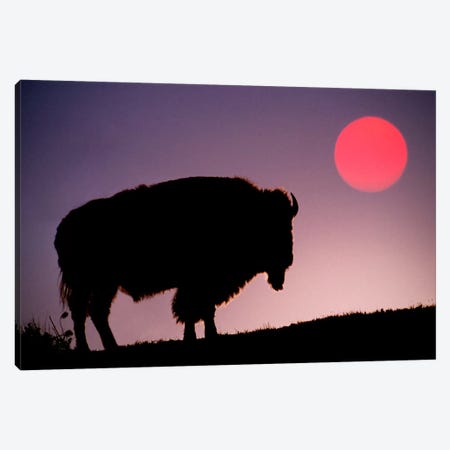 Bison (American Buffalo) Silhouette At Sunrise, Yellowstone National Park, Wyoming, USA Canvas Print #AJO30} by Adam Jones Canvas Art Print