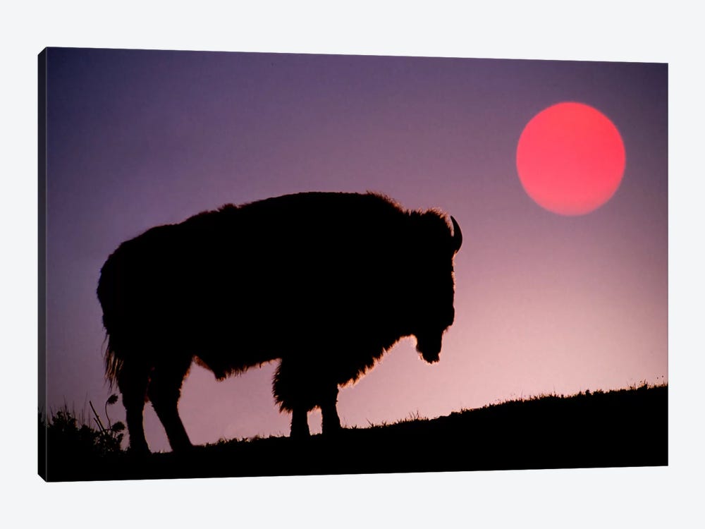 Bison (American Buffalo) Silhouette At Sunrise, Yellowstone National Park, Wyoming, USA by Adam Jones 1-piece Canvas Wall Art