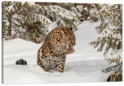 Amur Leopard In Winter I Canvas Art Print - Leopard Art