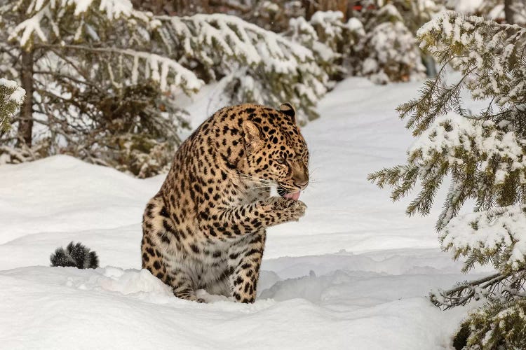 Amur Leopard In Winter I