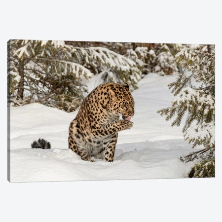 Amur Leopard In Winter I Canvas Print #AJO33} by Adam Jones Canvas Print