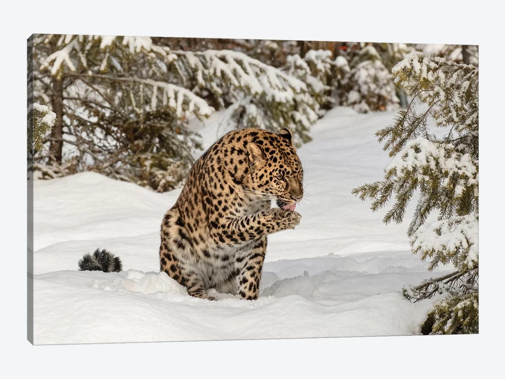 Amur Leopard In Winter I by Adam Jones 1-piece Art Print