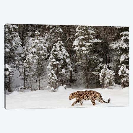 Amur Leopard In Winter II Canvas Print #AJO34} by Adam Jones Canvas Art