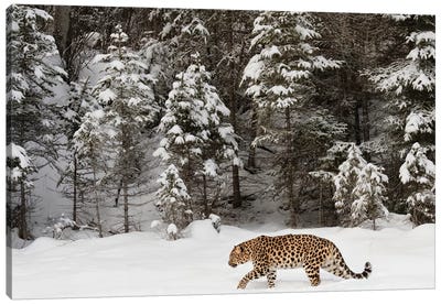 Amur Leopard In Winter II Canvas Art Print - Leopard Art