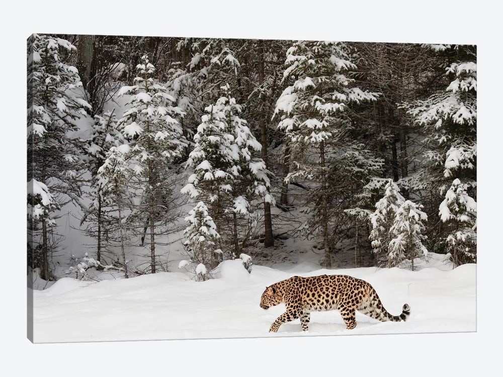 Amur Leopard In Winter II by Adam Jones 1-piece Canvas Wall Art