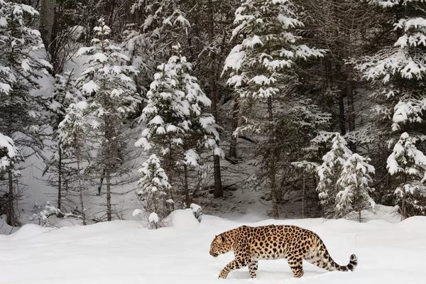 Evergreen Trees: Amur Leopard In Winter II by Adam Jones