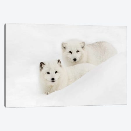 Arctic Fox In Snow, Montana I Canvas Print #AJO35} by Adam Jones Canvas Artwork
