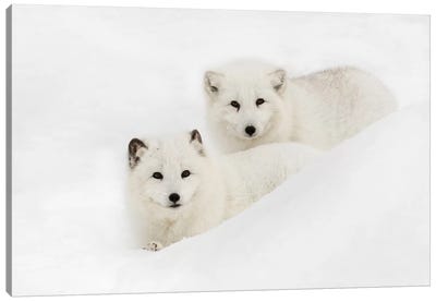 Arctic Fox In Snow, Montana I Canvas Art Print - Fox Art