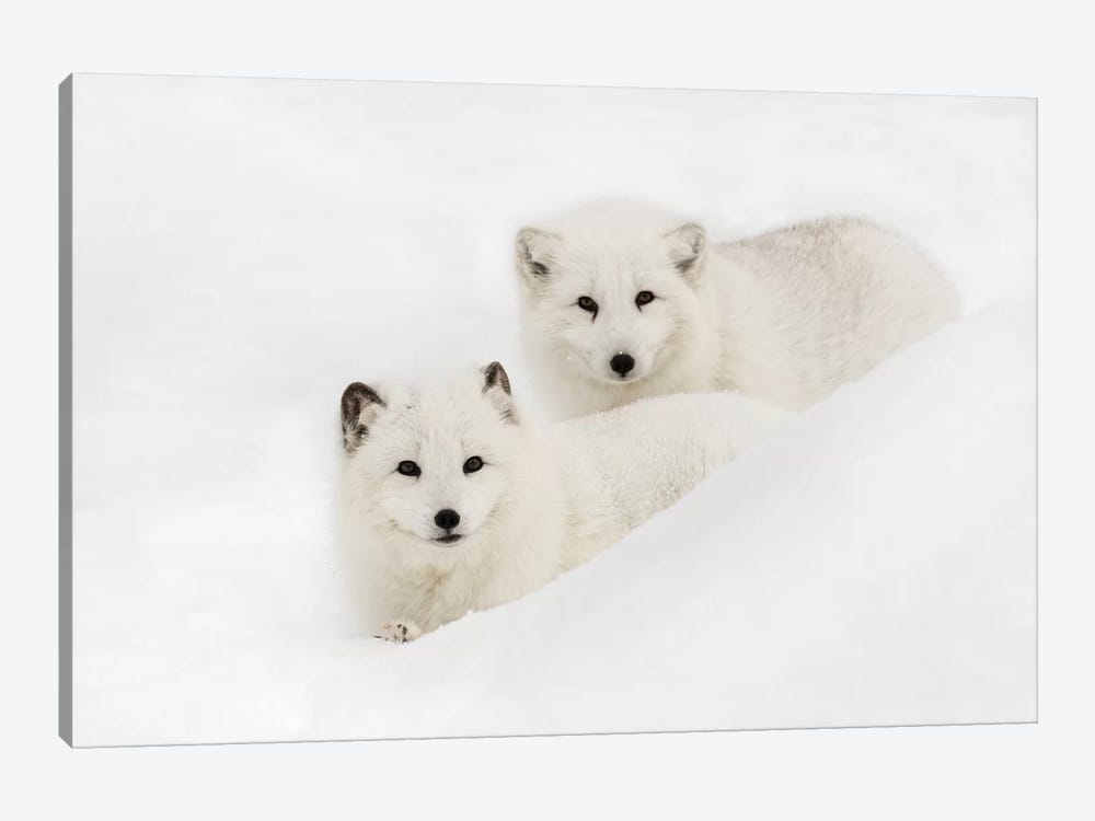 Arctic Fox In Snow, Montana I by Adam Jones 1-piece Canvas Art Print
