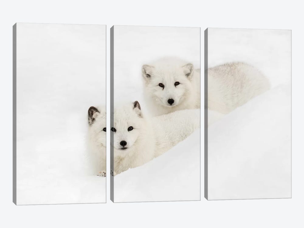 Arctic Fox In Snow, Montana I by Adam Jones 3-piece Canvas Art Print