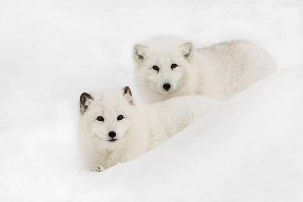 Foxes: Arctic Fox In Snow, Montana I by Adam Jones