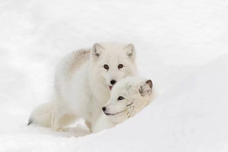 An adorable arctic fox all wrapped up for winter