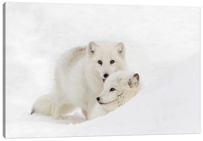 Arctic Fox In Snow, Montana, Vulpes Fox. Canvas Art Print - Fox Art