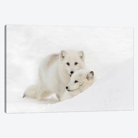 Arctic Fox In Snow, Montana, Vulpes Fox. Canvas Print #AJO36} by Adam Jones Canvas Art