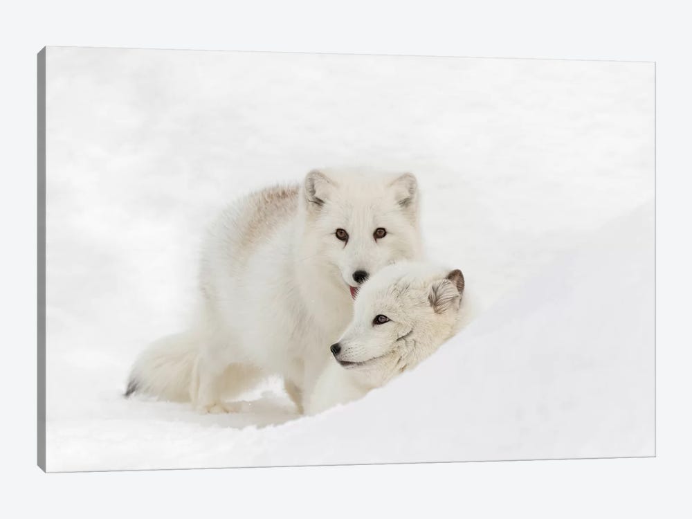 Arctic Fox In Snow, Montana, Vulpes Fox. by Adam Jones 1-piece Canvas Art
